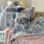 Australia Zoo : koala hangs on to mom during life-saving surgery