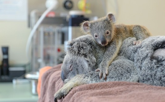 Australia Zoo : koala hangs on to mom during life-saving surgery