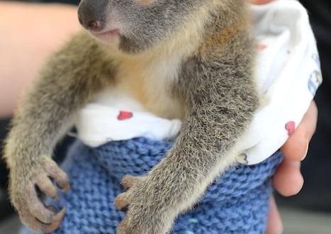 Australia Zoo – koala hangs on to mom during life-saving surgery photo