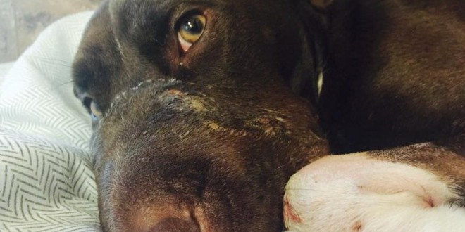 Caitlyn Dog Recovery : Surgery a success for dog found with muzzle taped shut (Video)