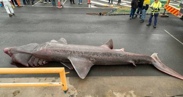 Giant Basking Shark caught accidentally by fishing trawler in Australia to go in museum