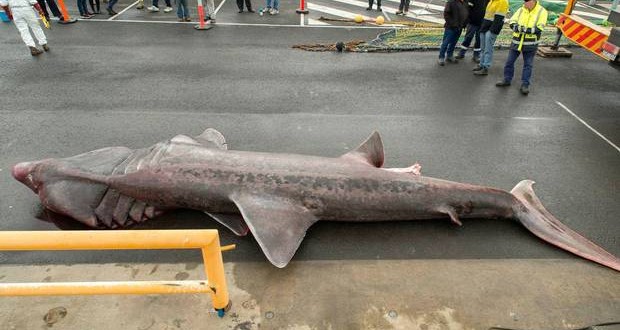 Giant Basking Shark caught accidentally by fishing trawler in Australia to go in museum ‘Video’