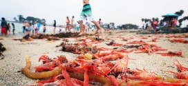 Hordes of red crabs wash up in S. Calif. (Video)
