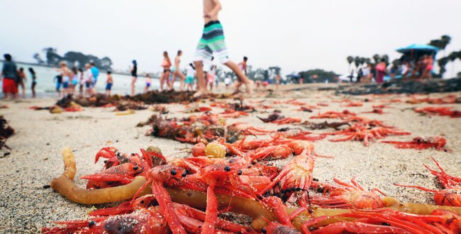 Hordes of red crabs wash up in S. Calif. (Video)