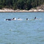Killer whale pod spotted in Vancouver's Burrard Inlet (Video)