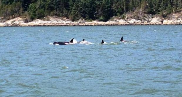 Killer whale pod spotted in Vancouver's Burrard Inlet (Video)