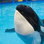 Liberal senator calls for ban on whales and dolphins in captivity
