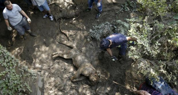 Man killed by escaped tiger in flood-hit Georgian capital Tbilisi (Video)