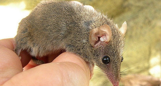 Marsupial mating habits to die for, Report