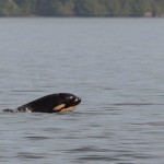 Newborn orca spotted near Tofino, guide says (Photo)
