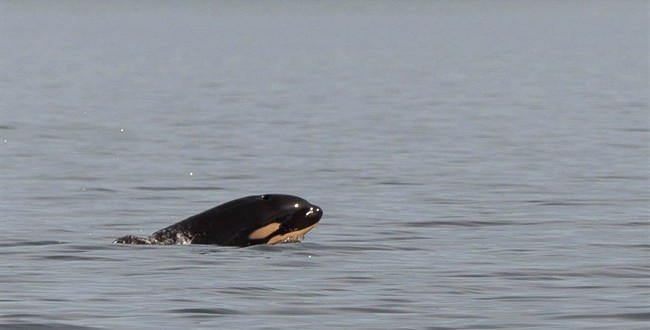Newborn orca spotted near Tofino, guide says (Photo)