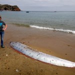 Oarfish Found? 17-foot-long sea creature found off Catalina Island
