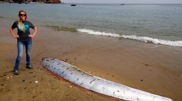 Oarfish Found? 17-foot-long sea creature found off Catalina Island beach (Photos)