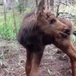 Orphaned moose killed as standard Montana procedure (Video)