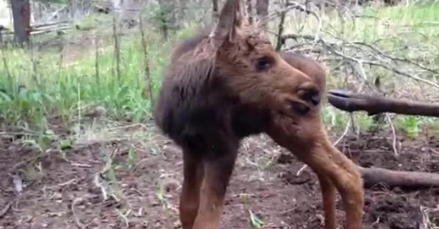 Orphaned moose killed as standard Montana procedure (Video)