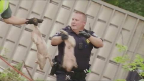 Piglets crash : Truck carrying 2200 pigs overturns on Ohio highway