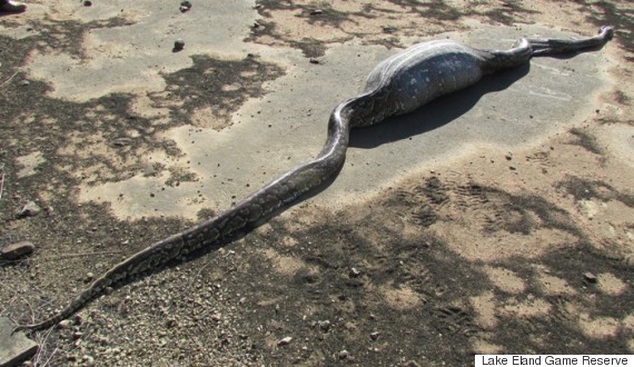 Python Eats Porcupine in South Africa game park (Video)