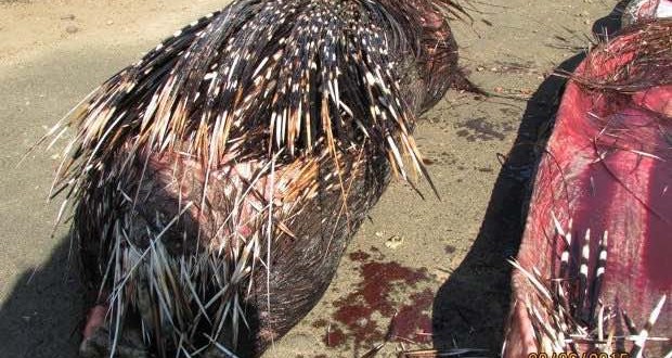 Python Eats Porcupine in South Africa game park (Video)
