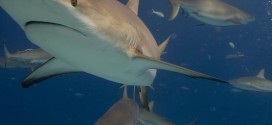 Shark Crash : Truck Bringing Sharks To New York Aquarium Crashes In Florida, One Shark Dead (Video)