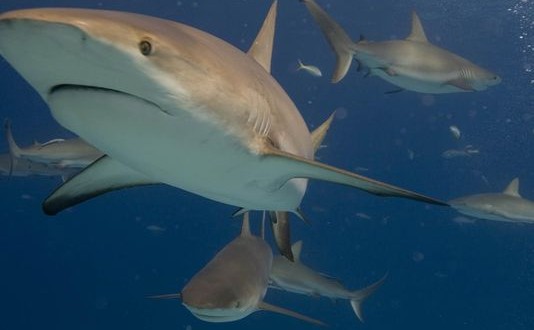 Shark Crash : Truck Bringing Sharks To New York Aquarium Crashes In Florida, One Shark Dead (Video)