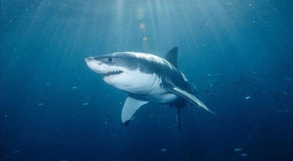 Shark bites boy wading in waist-deep water in Florida (Video)