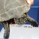 Western painted turtle found in Regina could be largest on record (Photo)