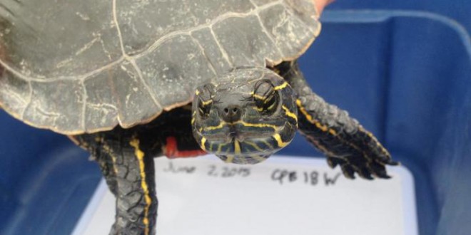 Western painted turtle found in Regina could be largest on record (Photo)