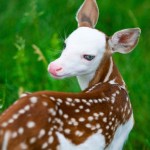 White Faced Deer, rejected by mother, finds new life at animal farm (Video)