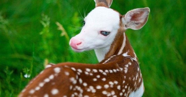 Rare White Faced Deer, rejected by mother, finds new life at animal farm (Video)