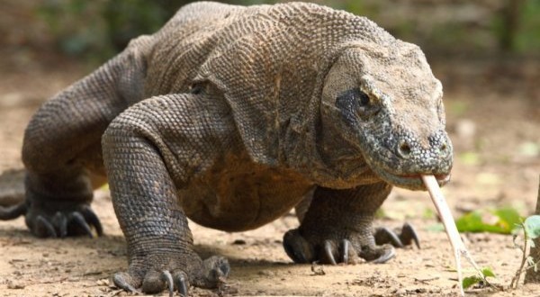 Zoo Worker injured? Dragon Bite Sends Nebraska Zoo Employee to Hospital (Video)