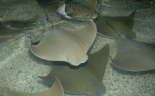 54 Stingrays Die after malfunction at Brookfield Zoo