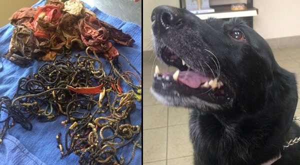 62 hair bands in dog’s stomach : Quite the collection! (Video)