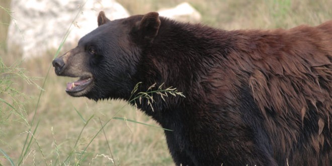 Bear charges hiker in Kananaskis Country, Report