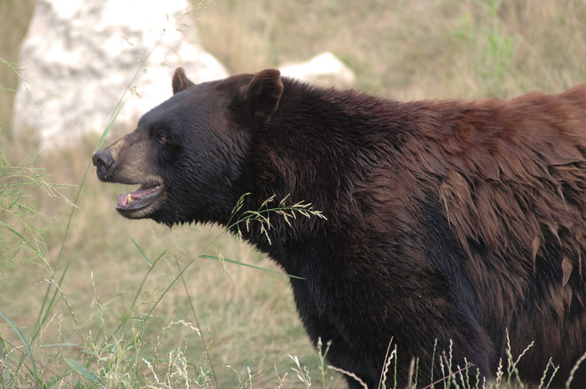 Bear Charges Hiker In Kananaskis Country Report Canada Journal