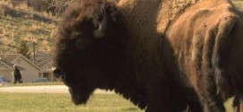 Bison gores woman in US park, injure teen in latest run-ins