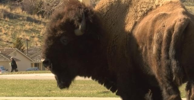 Bison gores woman in US park, injure teen in latest run-ins