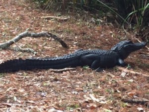 'Cody' Dachshund eaten by alligator at St. Marks Refuge