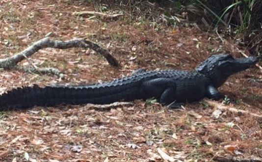 ‘Cody’ Dachshund eaten by alligator at St. Marks Refuge