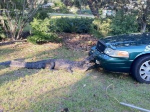 'Cody' Dachshund eaten by alligator at St. Marks Refuge