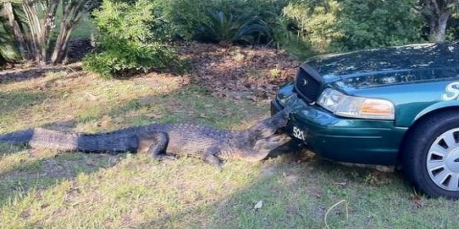 Cody, Dachshund eaten by alligator at St. Marks Refuge