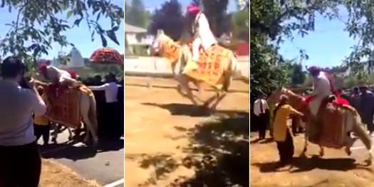 Drugged Horse Throws Sikh Groom Into Canadian Air (Video)