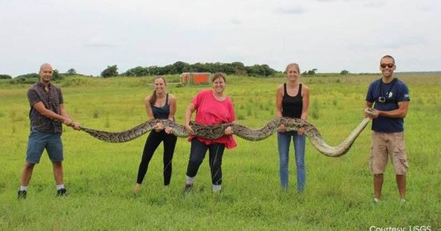 Giant python might be second-largest ever captured in Florida