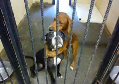 Hugging dogs find home? Viral photo saves pair from being put down