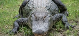 Man dead following alligator attack in Orange, Texas