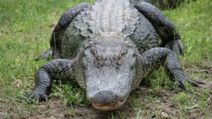 Man dead following alligator attack in Orange, Texas