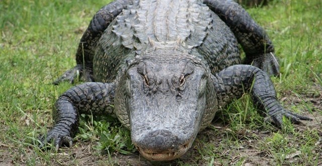 Man dead following alligator attack in Orange, Texas