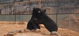 Man keeps 'dogs' for two years before realizing they're black bears