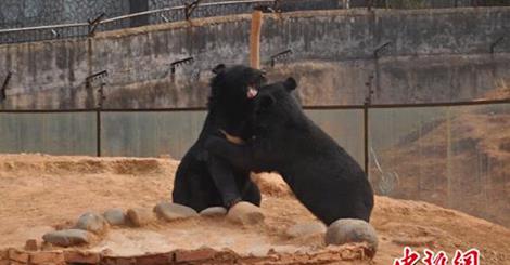 Man keeps 'dogs' for two years before realizing they're black bears