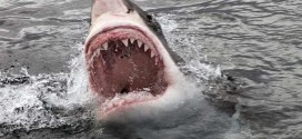 Man killed by shark as daughter watches