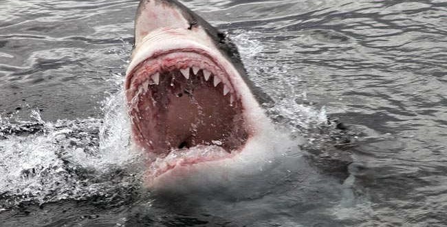 Man killed by shark as daughter watches (Video)